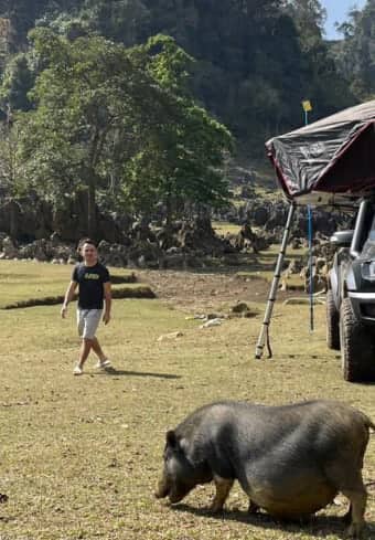 Viaggiatore in un campo con tenda da tetto incontra un maiale locale durante un campeggio libero in Vietnam